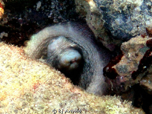 Found a sleeping octopus in Secret Harbor, St. Thomas USVI. by Bj Arnold 